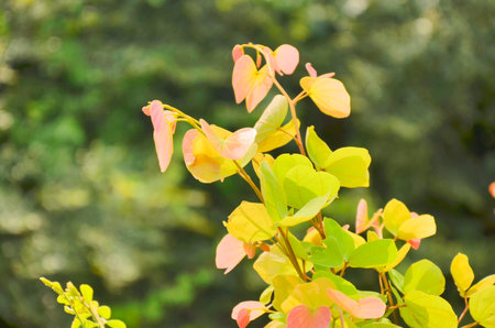  New leaves of butterfly tree in sunlightの写真素材