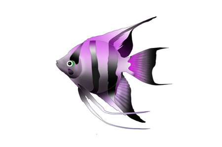 Angel fish on white backgroundの写真素材