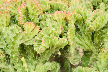 Beautiful buds of cactusの写真素材