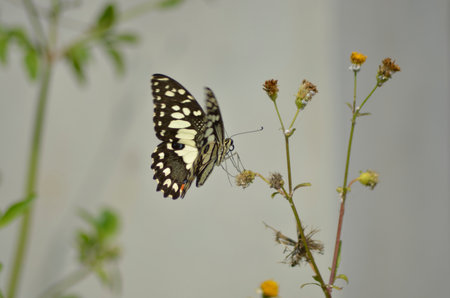 Beautiful butterfly with old flowersの写真素材