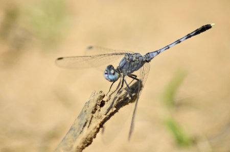 Little gray dragonfly on dirty stickの写真素材