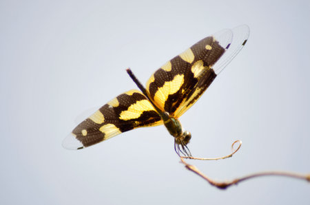 Under view of yellow and black wing dragonfly