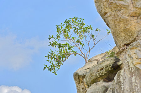 Difficult growth on high stoneの写真素材