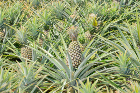 Pineapple fruits in the farmの写真素材