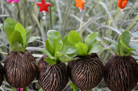 Young bird s net ferns on  suicide seeds