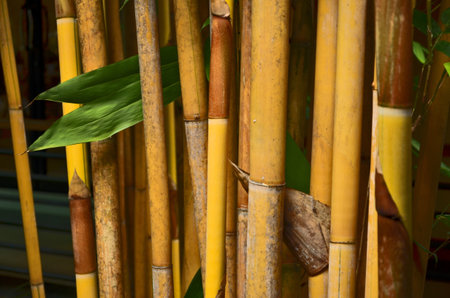 Yellow bamboo pole in sunlightの写真素材