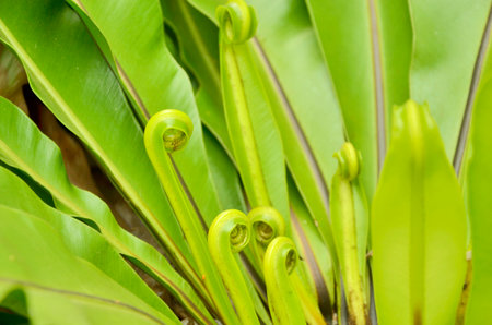 New leaves of bird s net fernの写真素材