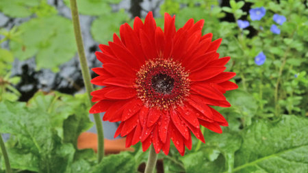 Beautiful red gerbera flower closeupの写真素材