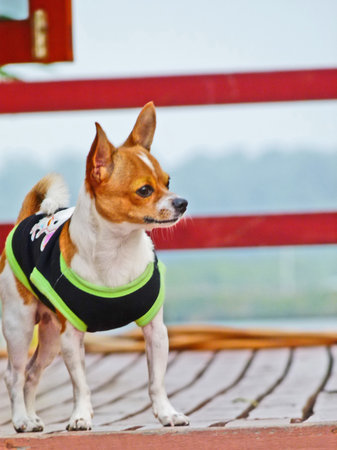 Pretty little dog with his clothesの写真素材