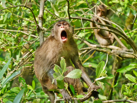 Angry monkey on mangrove treeの写真素材