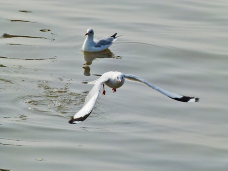 Flying seagull up to sky