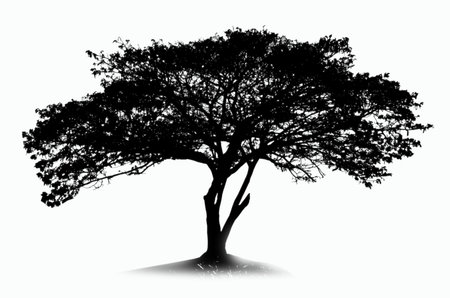 Black shadow of old big rain treeの写真素材