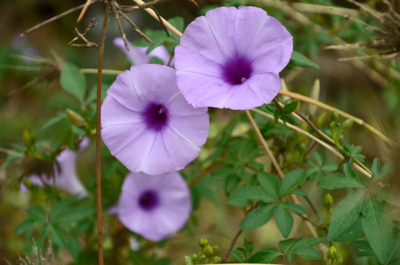 Beautiful wild violet flowers