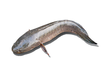 Snake head fish on white background