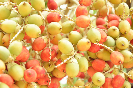 Raw and ripe palm fruits closeup