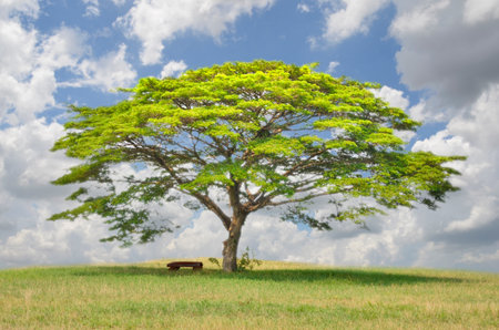  Big rain tree on grass hillの写真素材