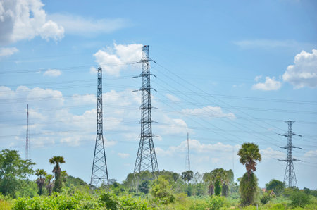 High eletric poles in the forest