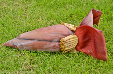 Banana bud on the grassの写真素材