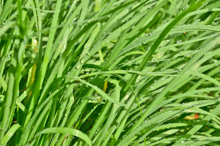  water drop on the grass