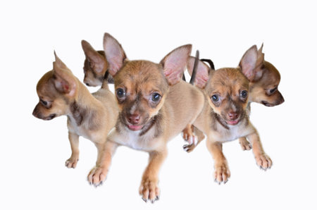 Chihuahua puppy on white backgroundの写真素材