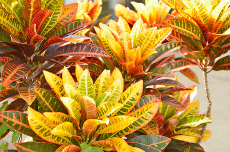  Beautiful colorful leaves in the sunlightの写真素材