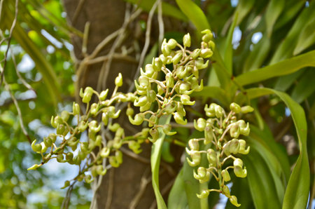 Orchid buds in the sunlightの写真素材