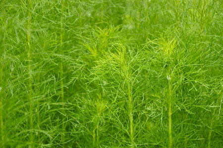 Green buds with green backgroundの写真素材