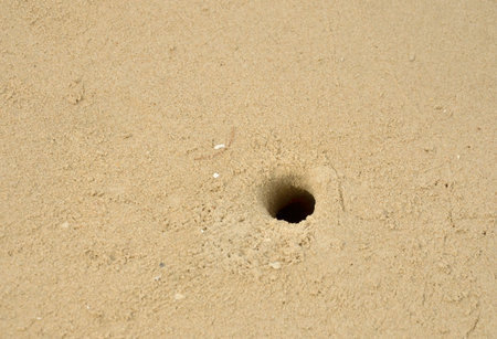 Crab hole in the sandの写真素材