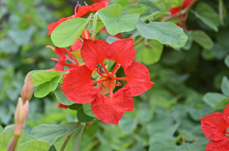 Red flowers on green background