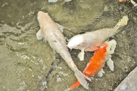 Swimming carps in the water streamの写真素材