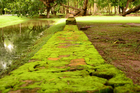Green algea on old brick wallの写真素材