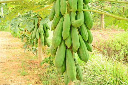 Bushy green papayas on the treeの写真素材