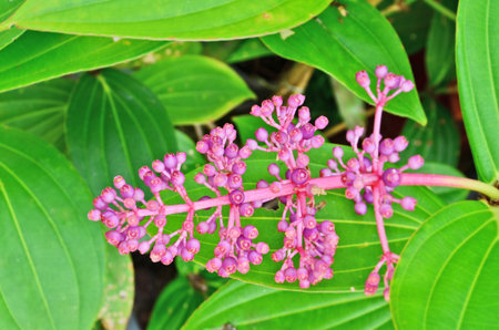 Violet flowers with green leavesの写真素材