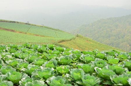 Cabbage farm on the mountainの写真素材