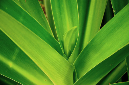 Green buds of spider treeの写真素材