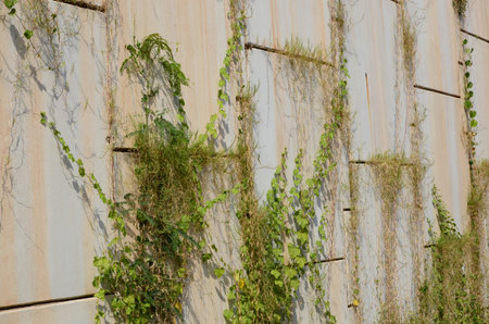 Wild creeper and grass on the wallの写真素材