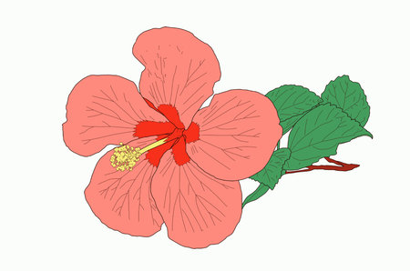 Red hibiscus on white backgroundの写真素材