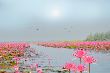 Morning fog over water lily lakeの写真素材