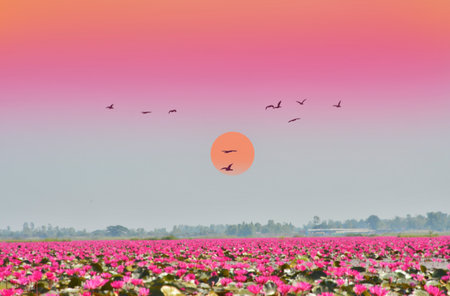 Sunset over the red water lily fieldの写真素材