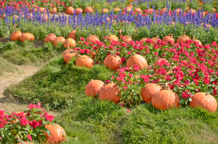Orange pumpkins in flower gardenの写真素材