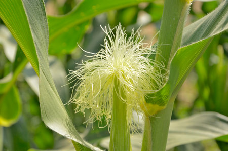 Bright white pollens of young corn