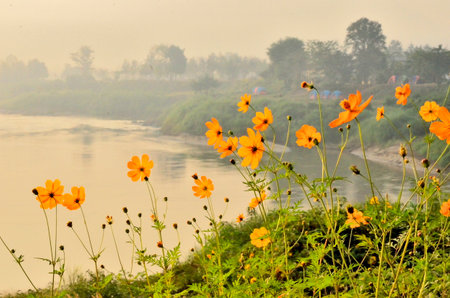 Beautiful cosmos field beside the riverの写真素材