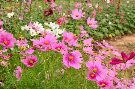 Purple cosmos flowers in the parkの写真素材