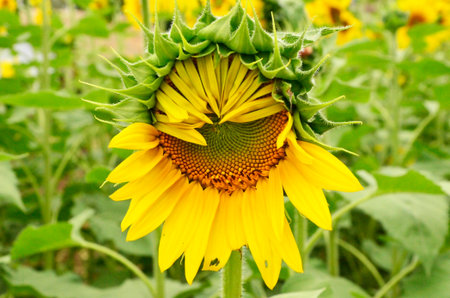 Wonderful half blooming sunflower budの写真素材