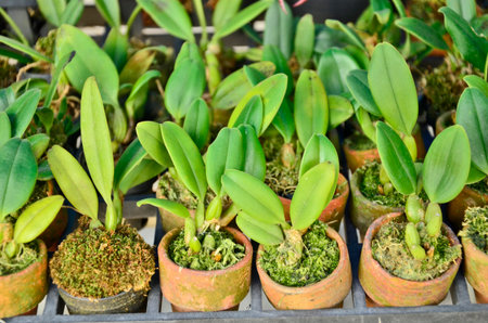 Young orchid pot showing for saleの写真素材