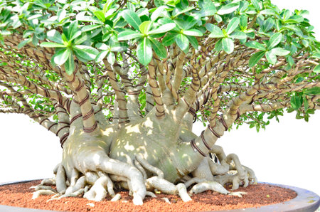 Impala lily pot on white backgroundの写真素材