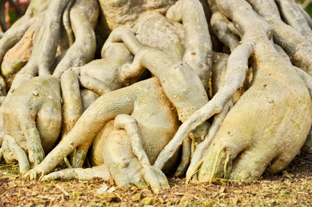 Wonderful pattern of impala lily rootsの写真素材