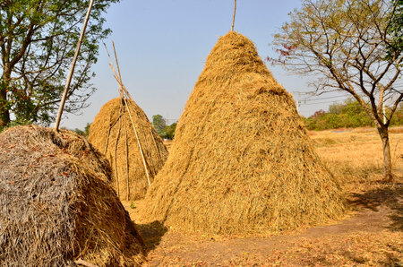 Straw stack for buffaloes in dry season