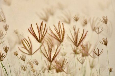 Fuzzy grass flowers in the fogの写真素材
