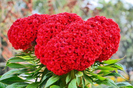 Big red cockscomb with blur background